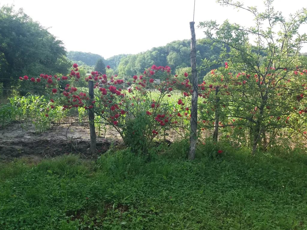 Rustic Rose Fence