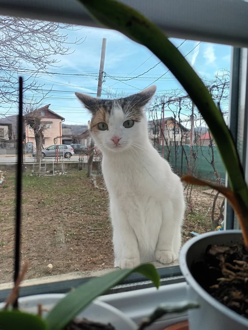 Window Watcher
