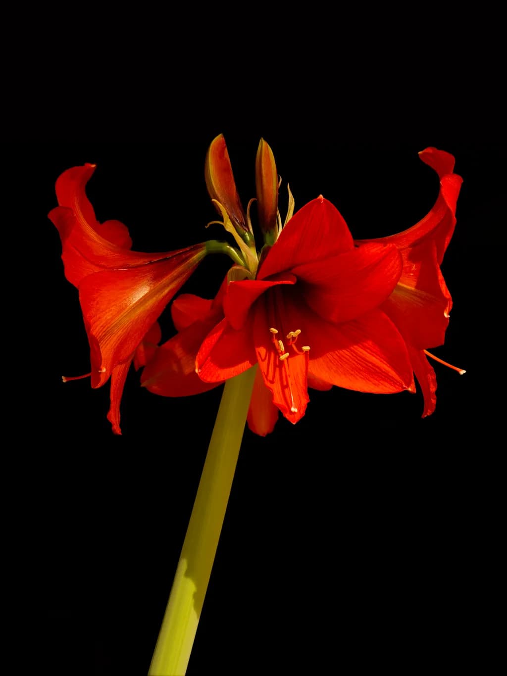 Julblomma