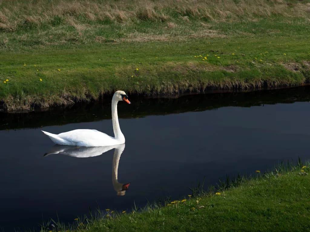Swan Reflection