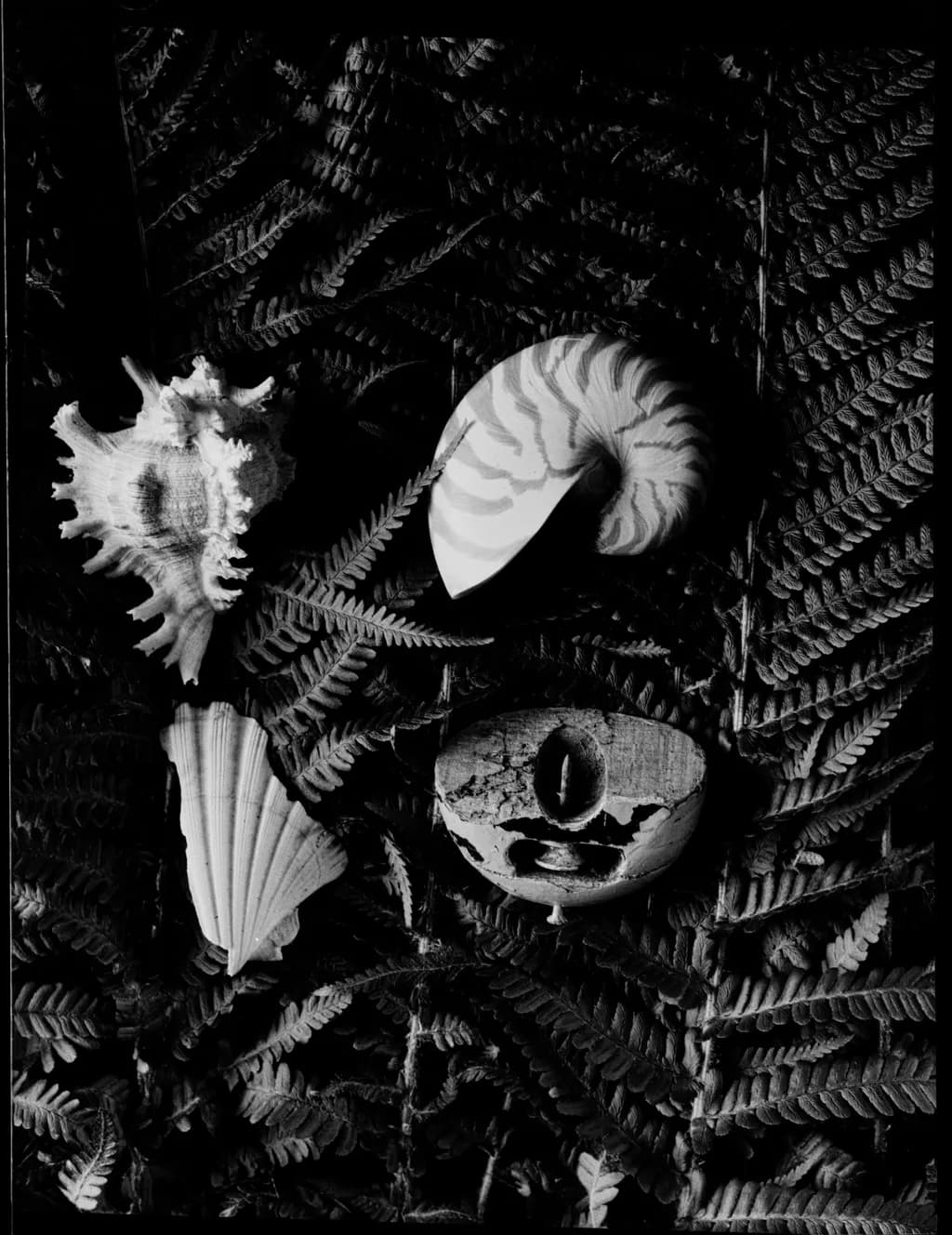 The Order of Nature