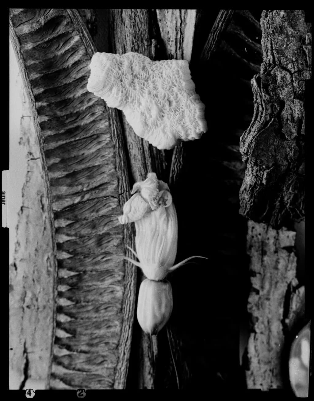 Relics from Land and Sea