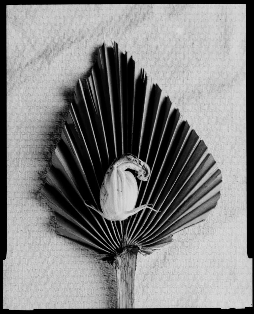 The Geometry of Nature