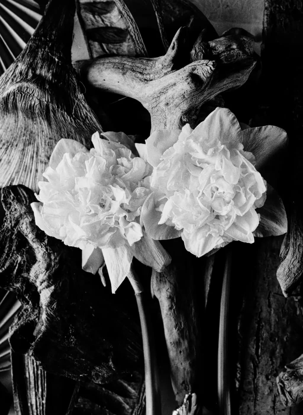 Delicate Blooms in Contrast 