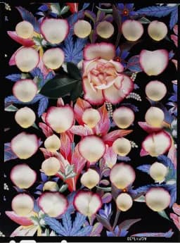 Matrix of Rose Petals