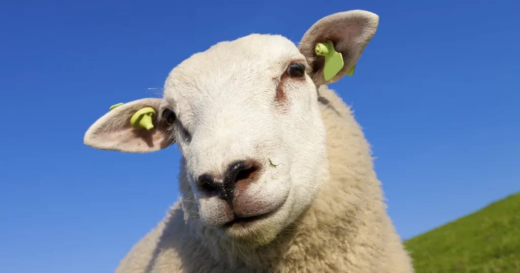 Sheep Insight
