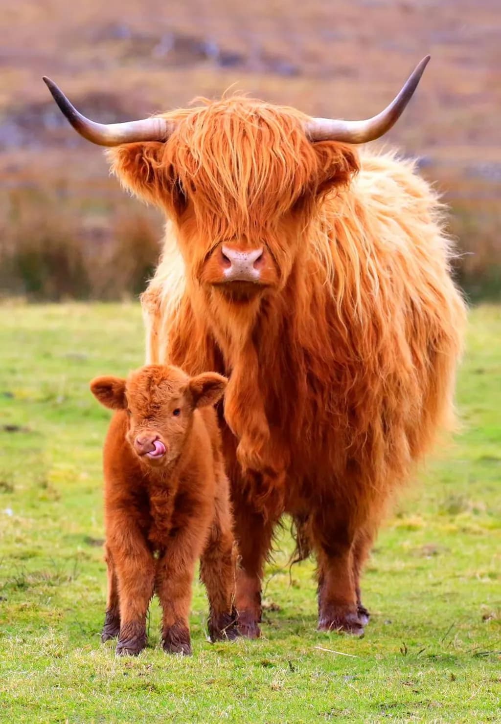 Highland Coos Duo