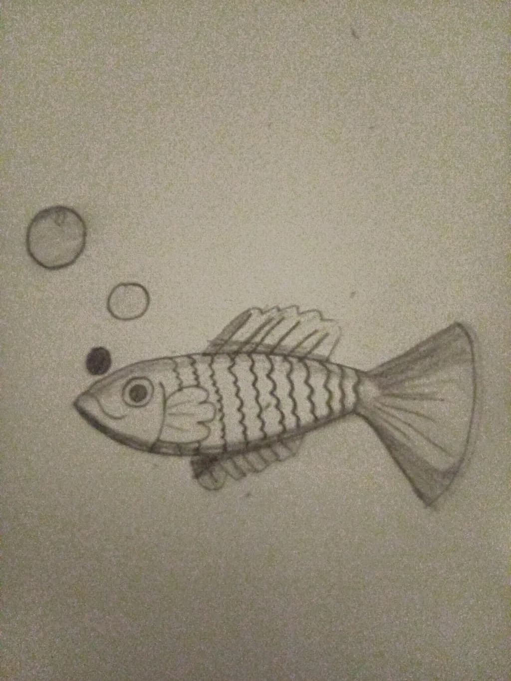 Striped Bubblefish