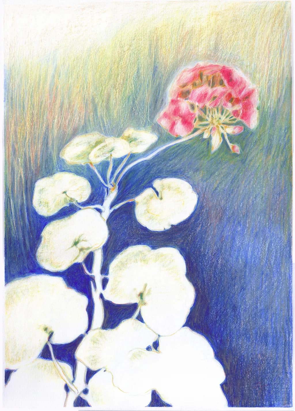 Geranium Bloom