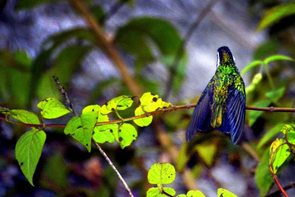 Iridescent Perch