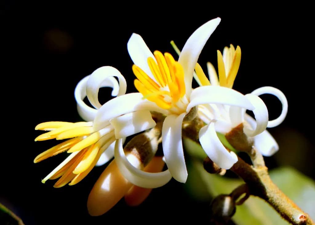Curled Petals