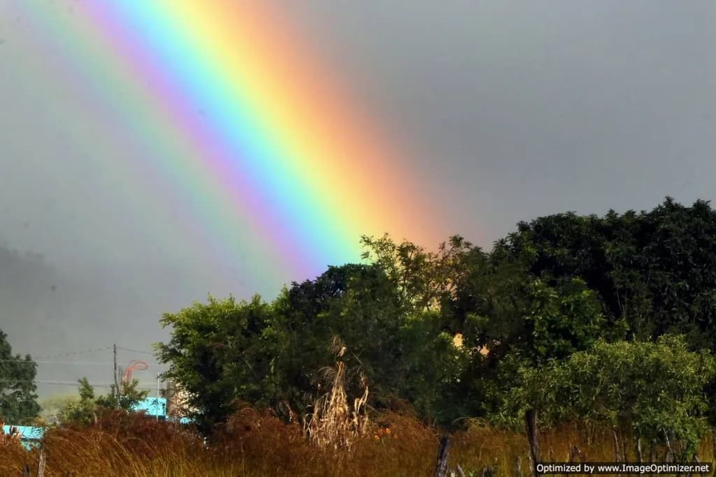 Spectrum Over Trees