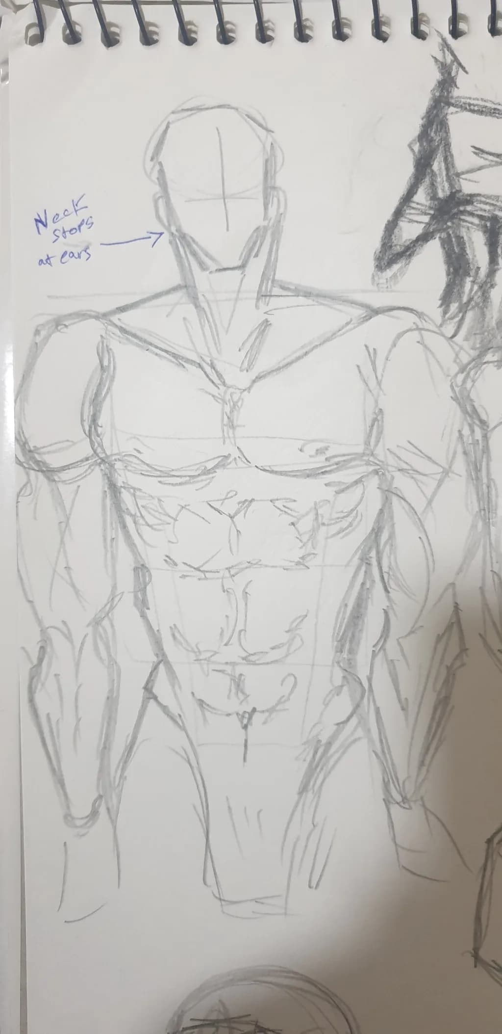 Anatomy Study: Male Torso