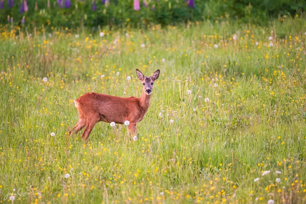Meadow Watcher