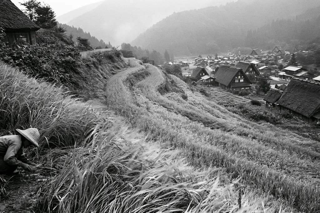 Terraced Harvest