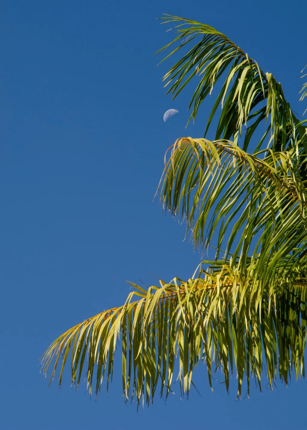 Palm Moon Sky
