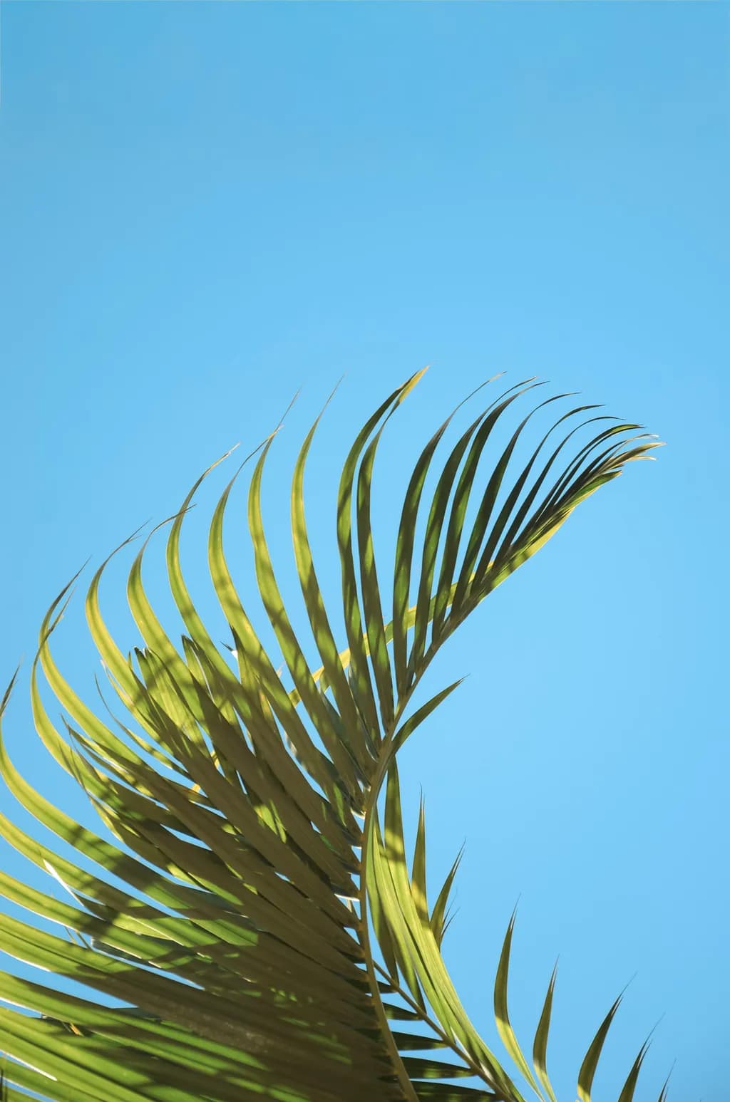 Tropical Palm Leaves
