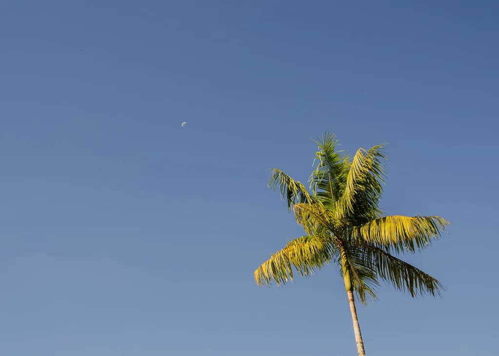 Palm Tree Sky