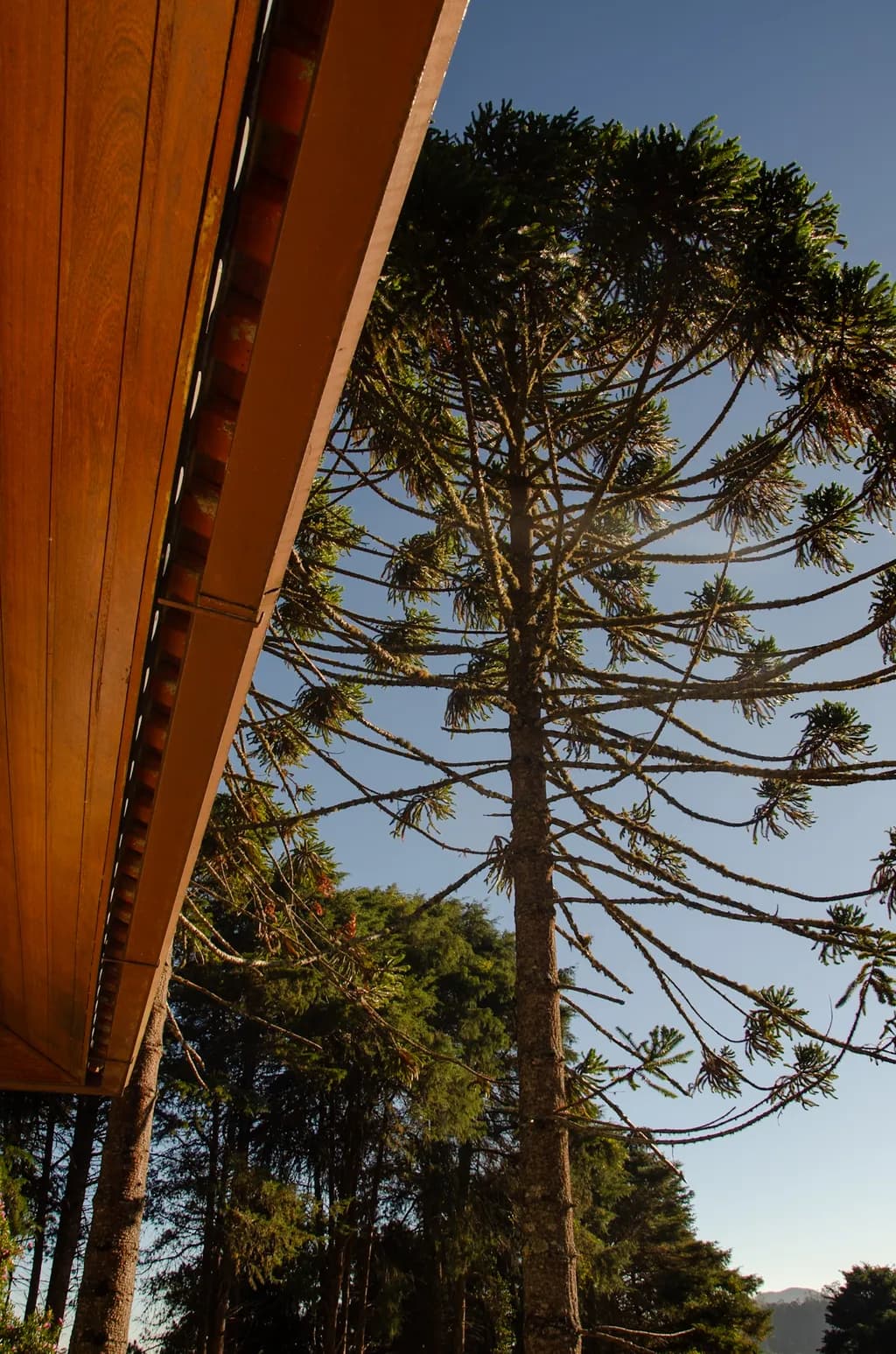 Tree and Timber Contrast