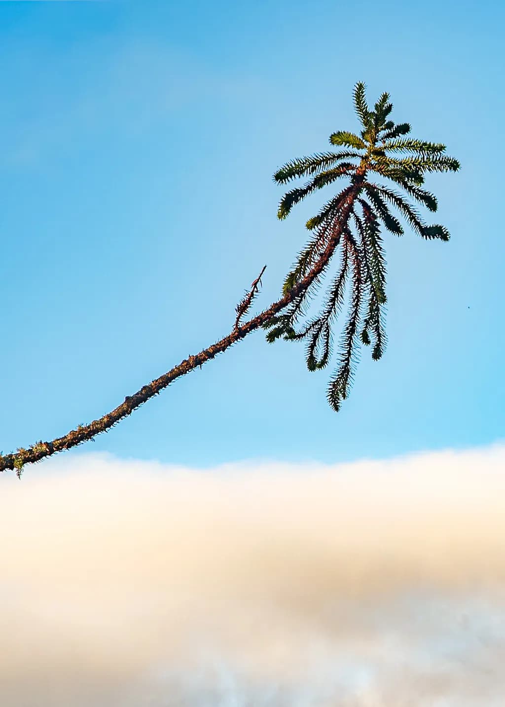 Lonely Pine Branch