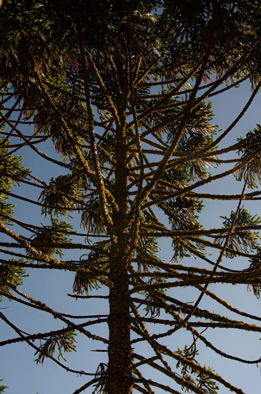Pine Tree Silhouette