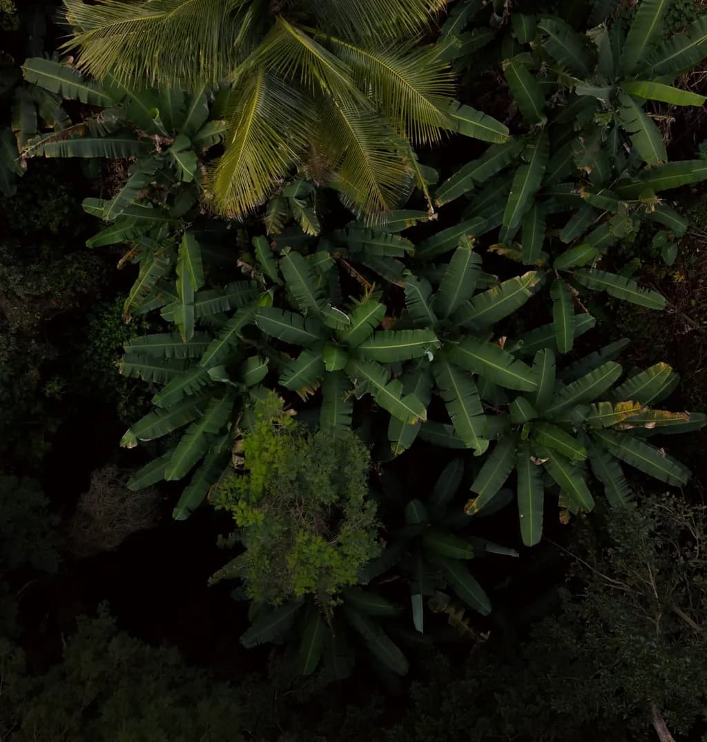 Tropical Foliage Cluster