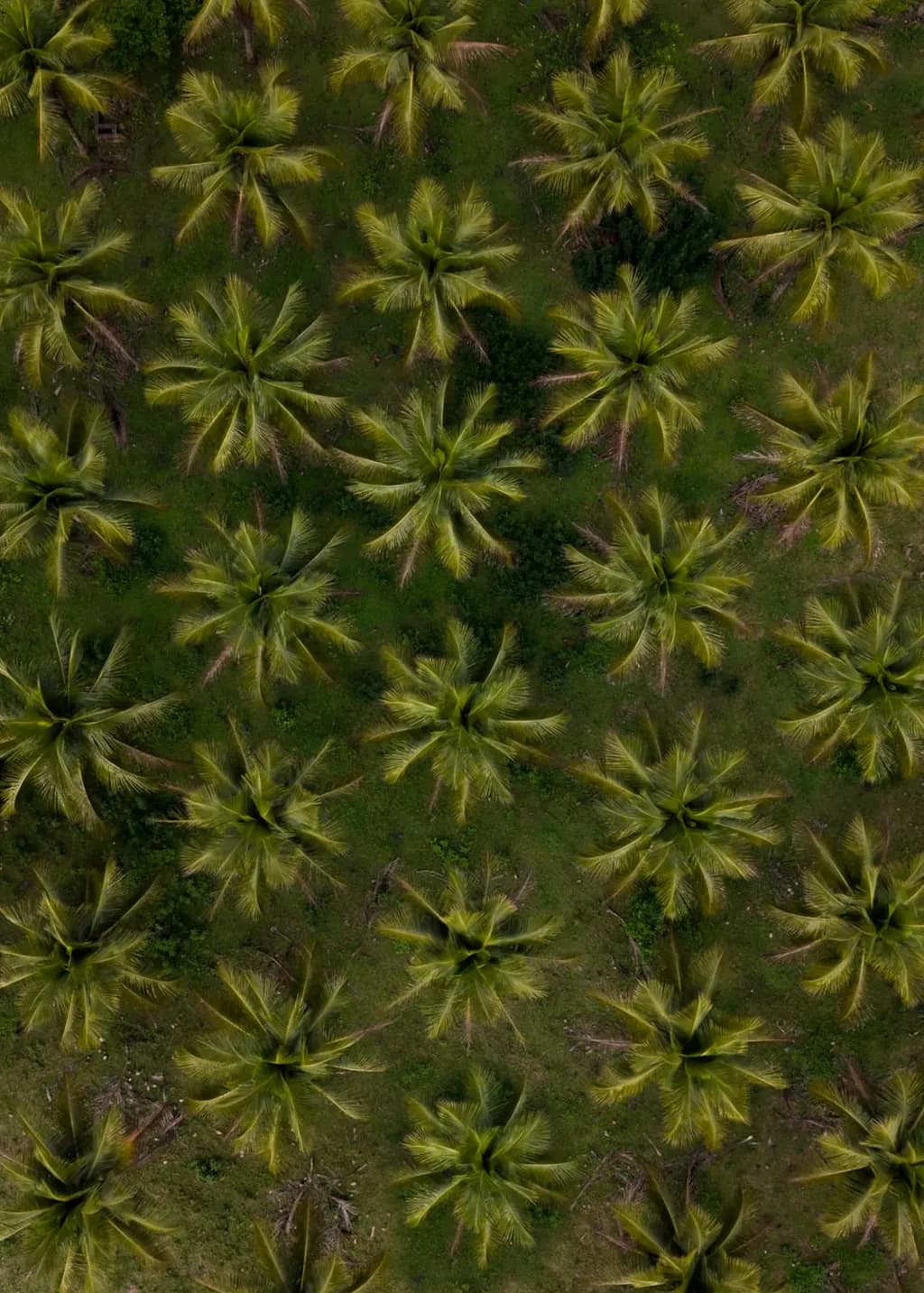 Tropical Palm Canopy