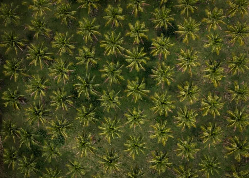 Palm Tree Forest Aerial