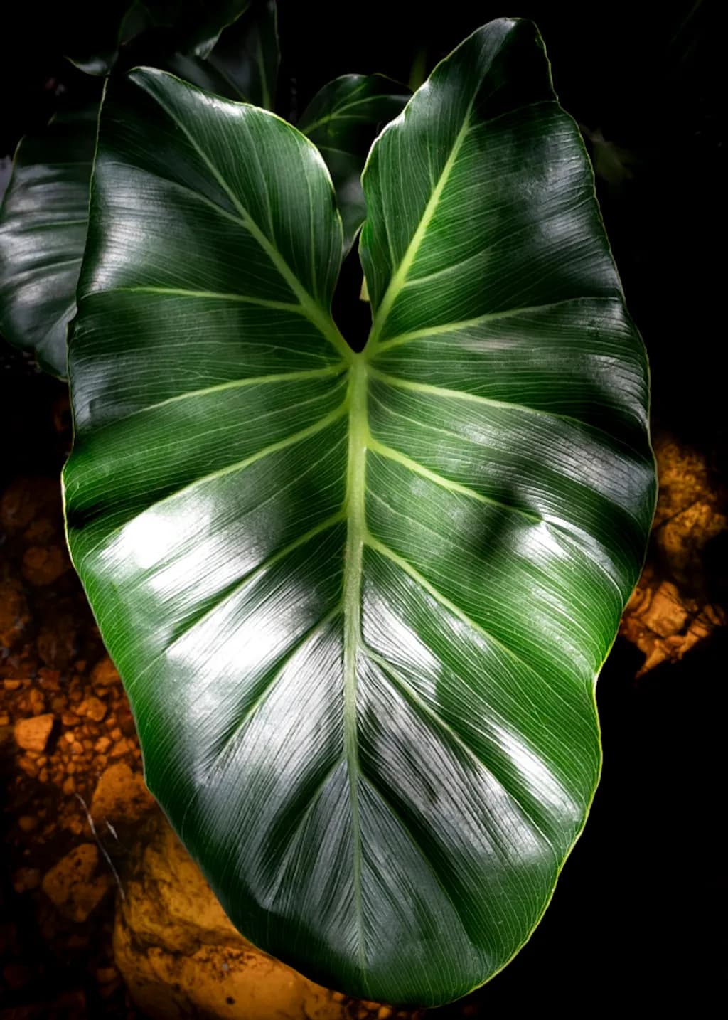 Heart Leaf Glow