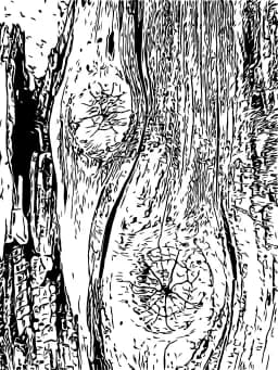 Woodgrain Stories