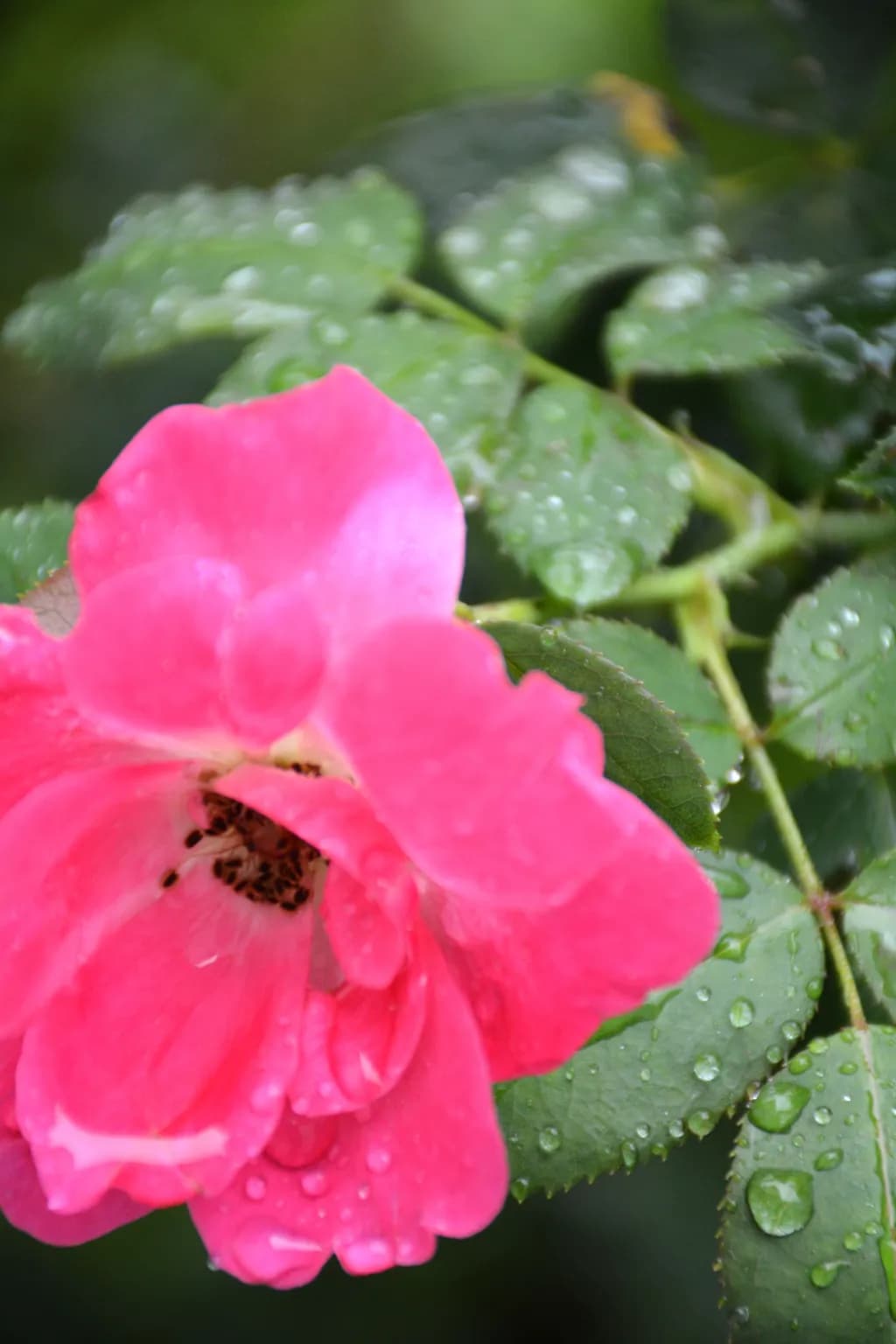 Rain-kissed Rose