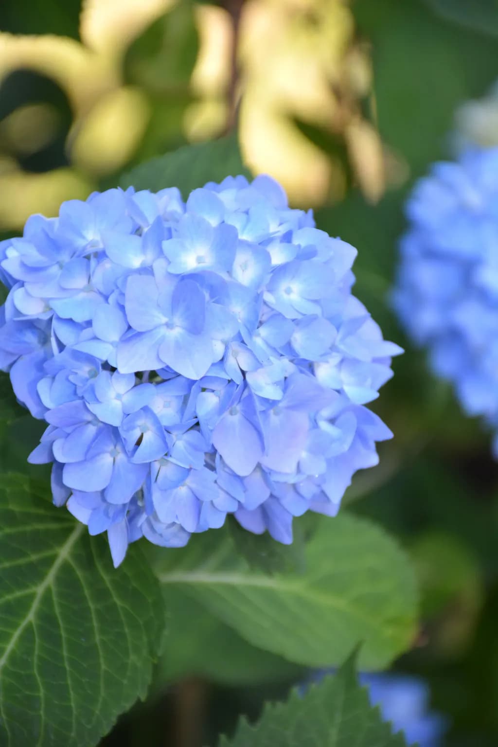 Blue Hydrangea Bloom