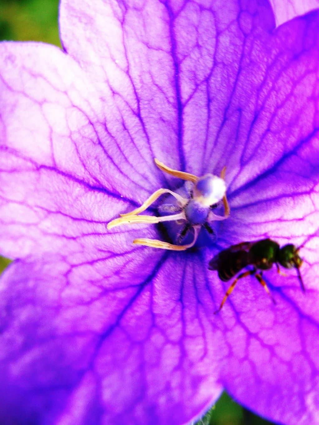 Purple Veins