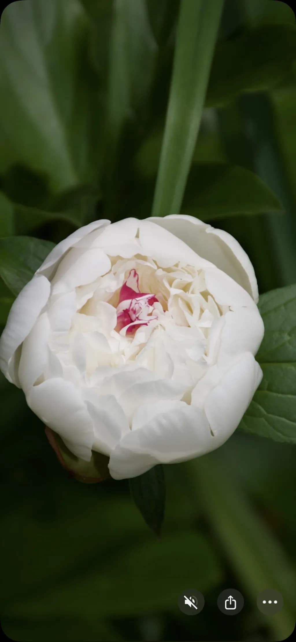 Peony Blossom