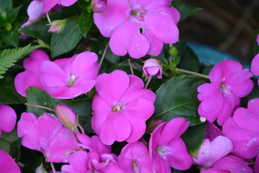 Pink Impatiens Cluster