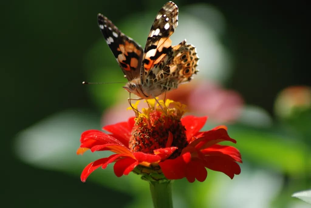 Butterfly on Red Flower