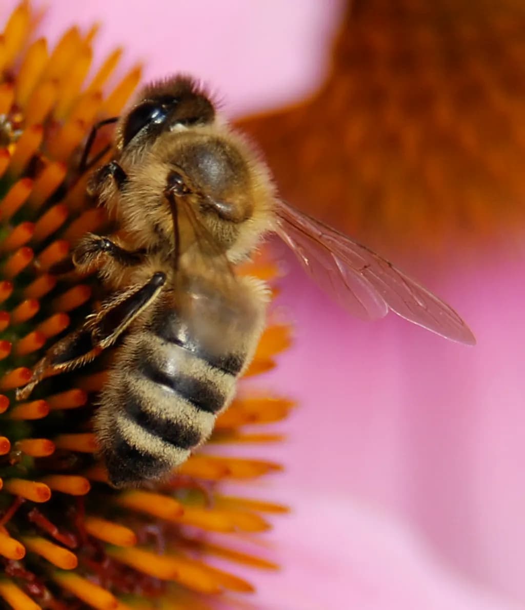Pollen Gatherer