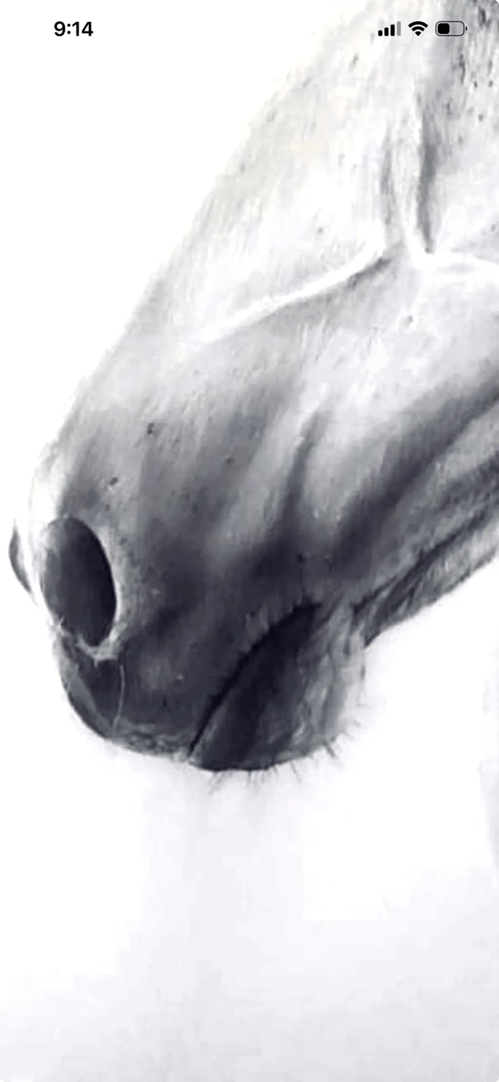 Equine Profile