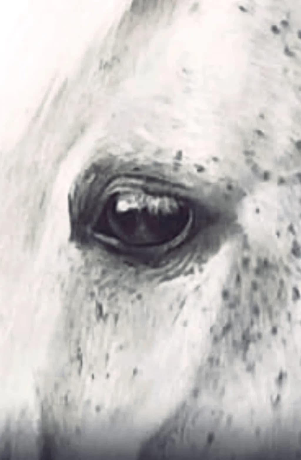Silent Gaze