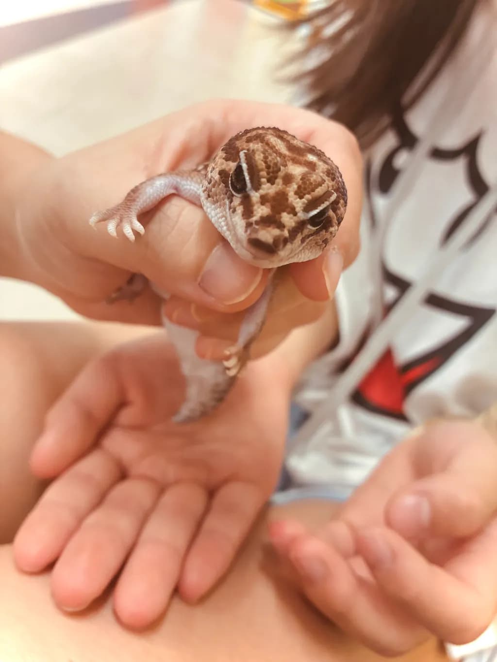 Gentle Gecko Grip