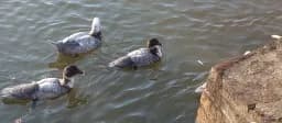 River Ducks