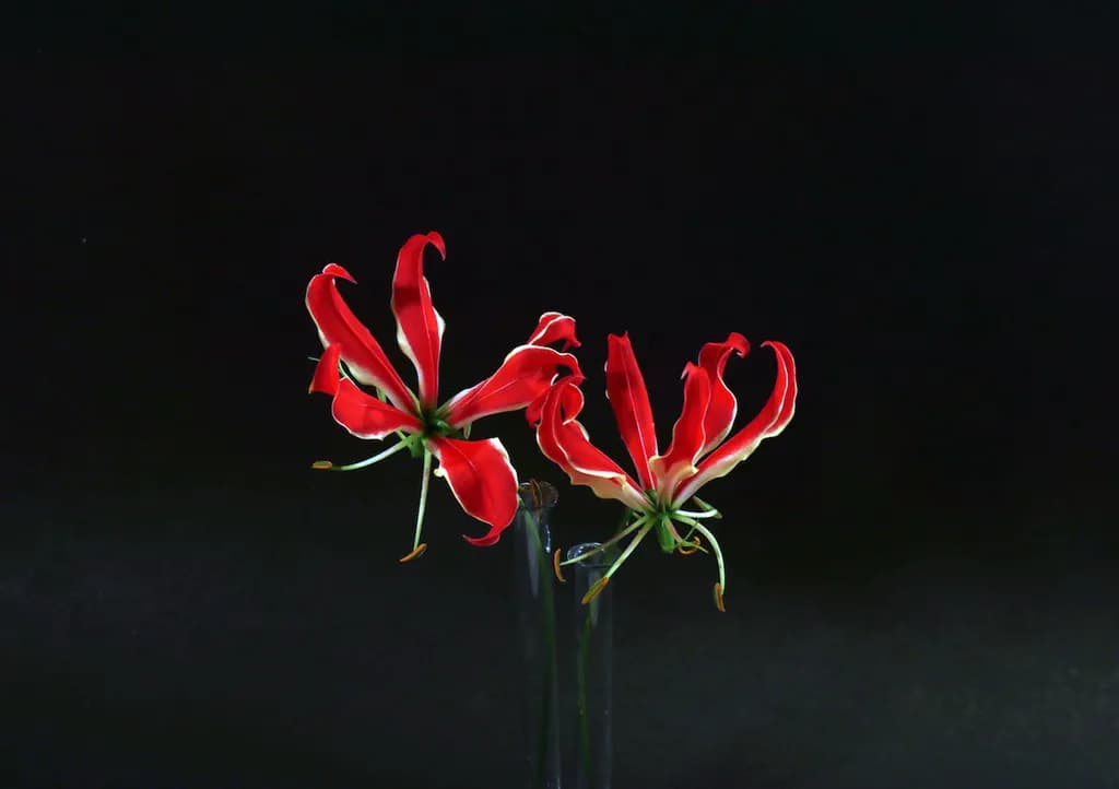 Gloriosa Bloom