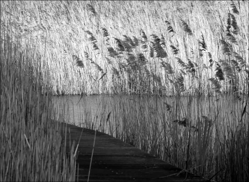 Riet Path