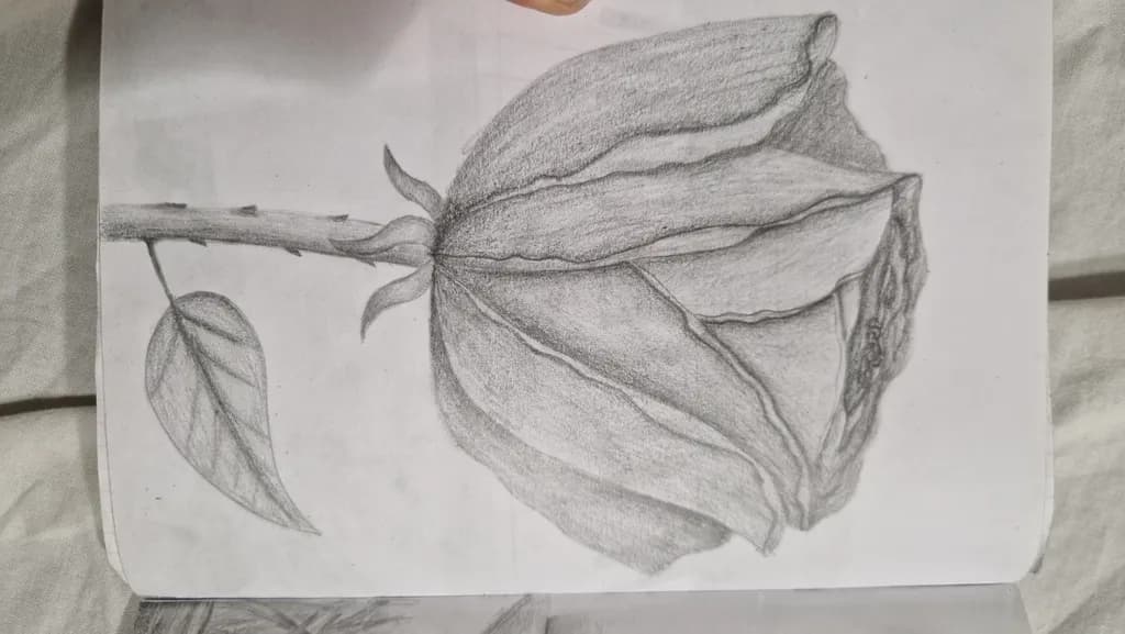 Rose Outline