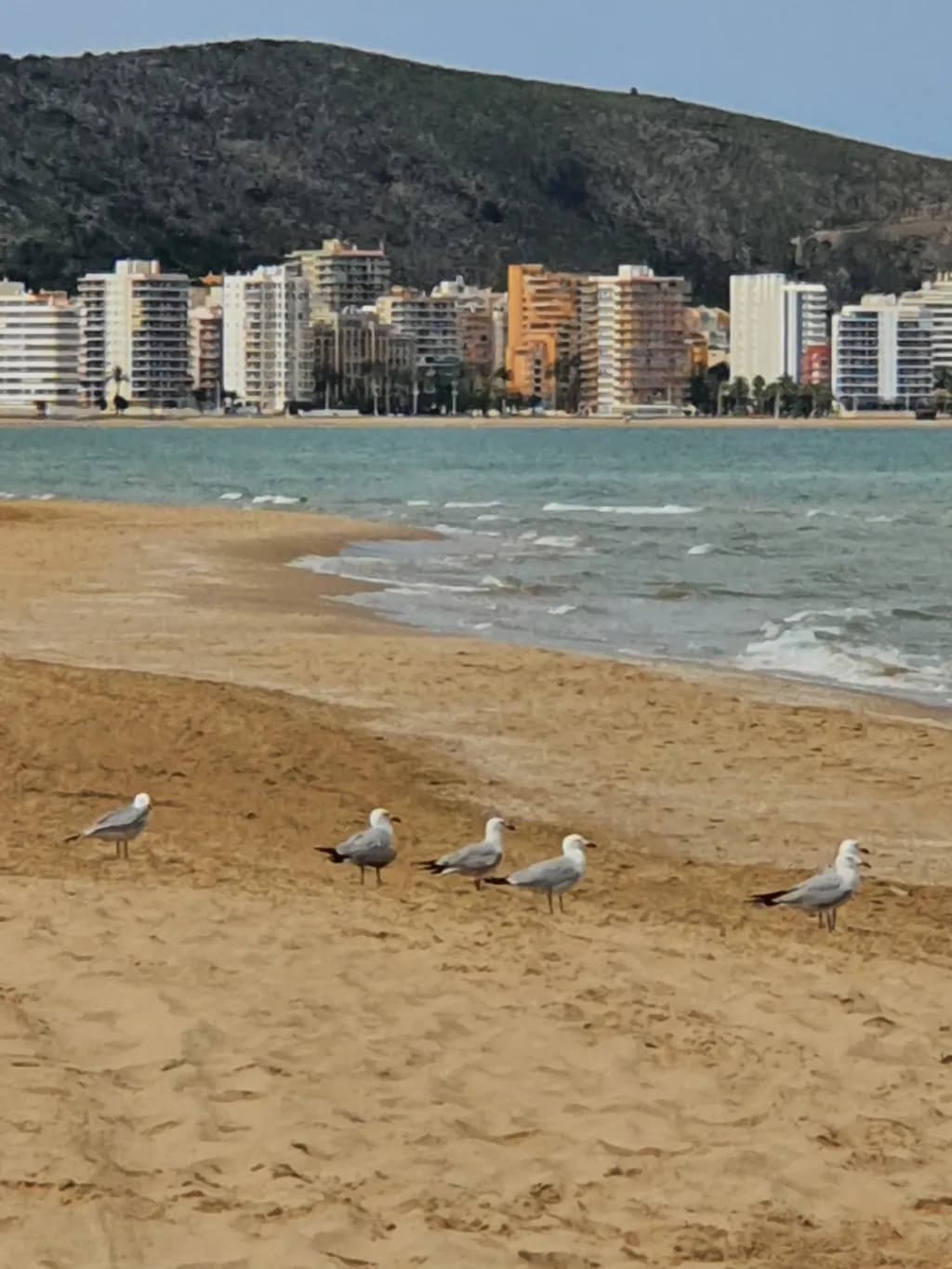 Seagulls on Beachfront