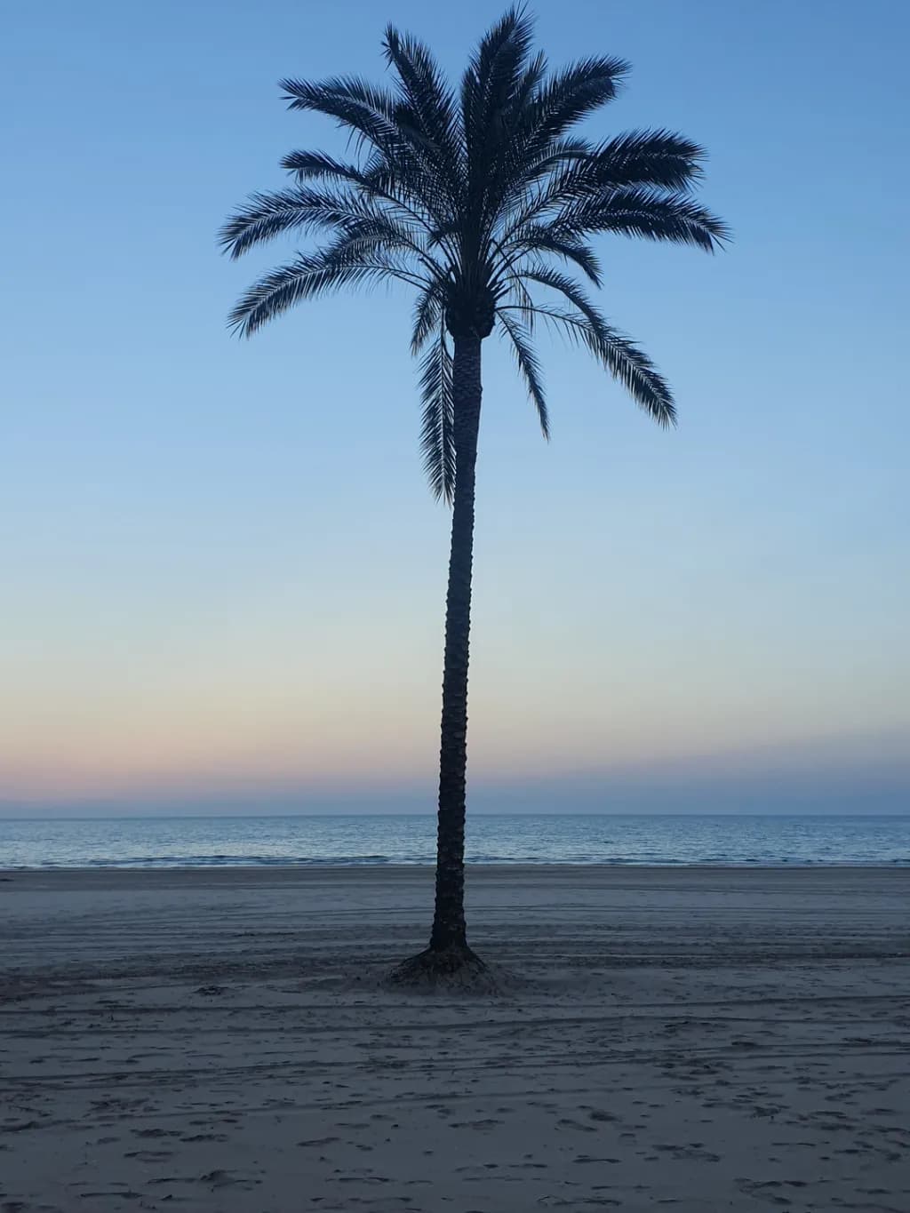 Palm Silhouette Beach