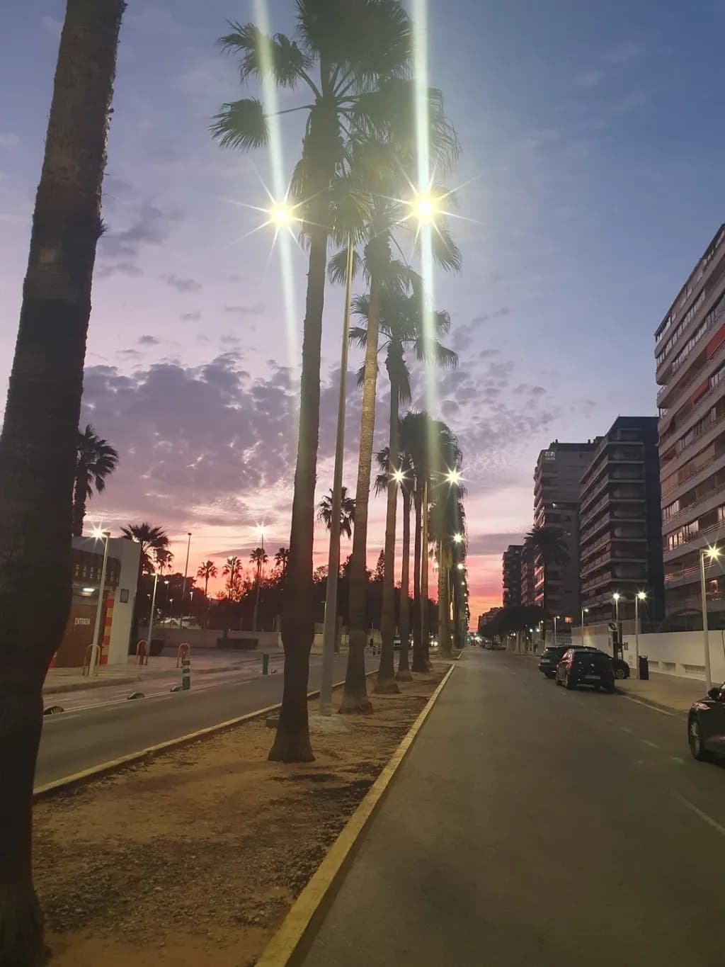 Palm Lined Street at Dusk