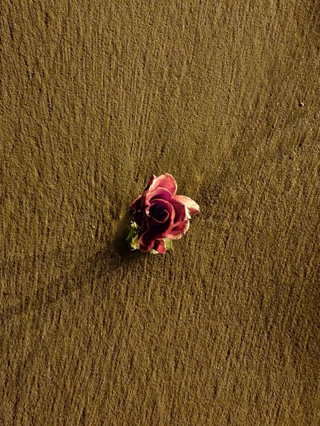 Rose on Sand Texture