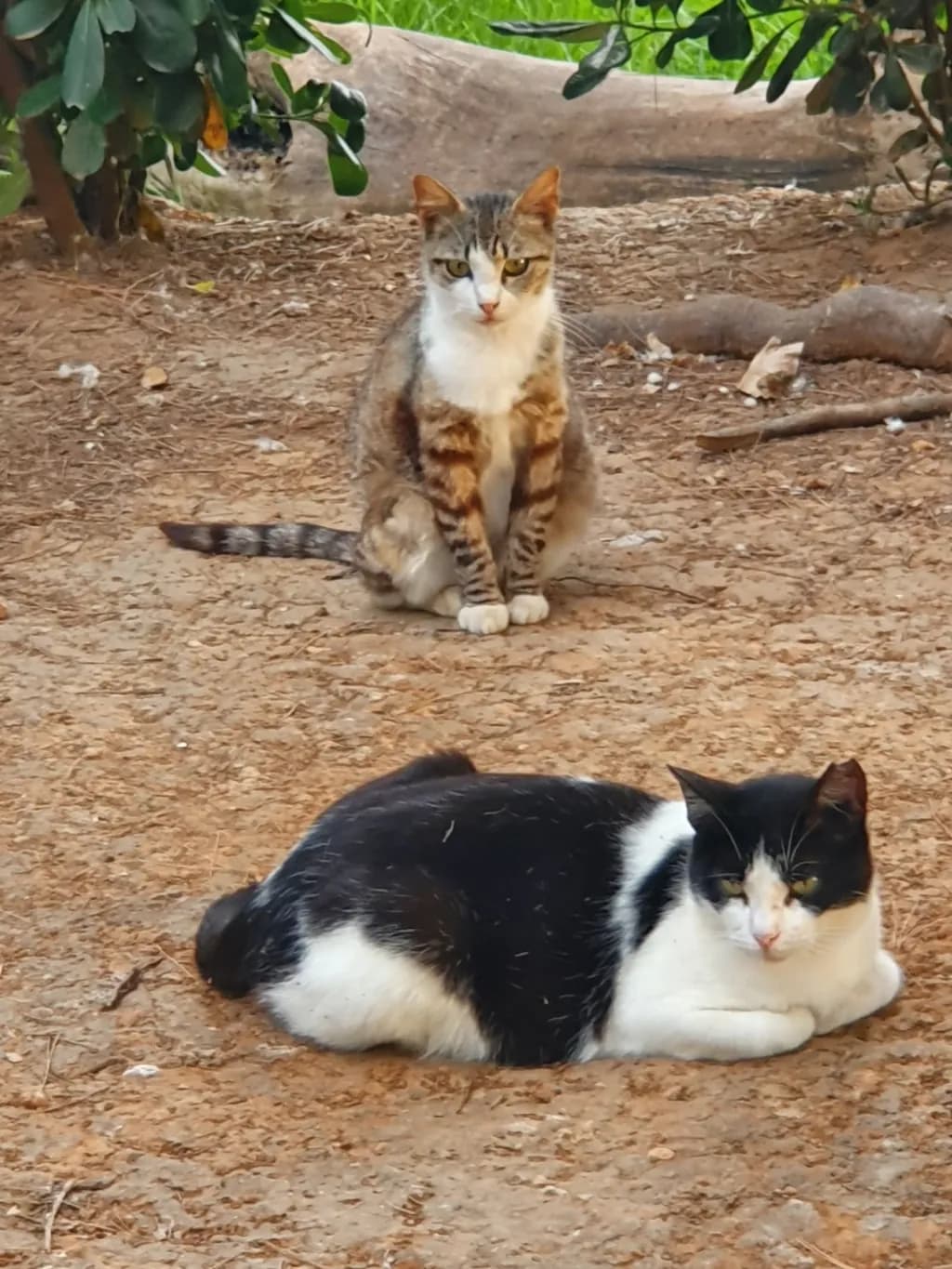 Outdoor Cats Resting