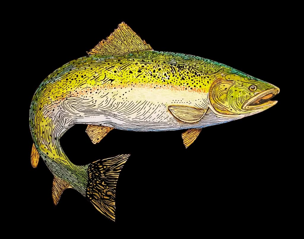 Salmon Study